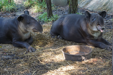 tapir